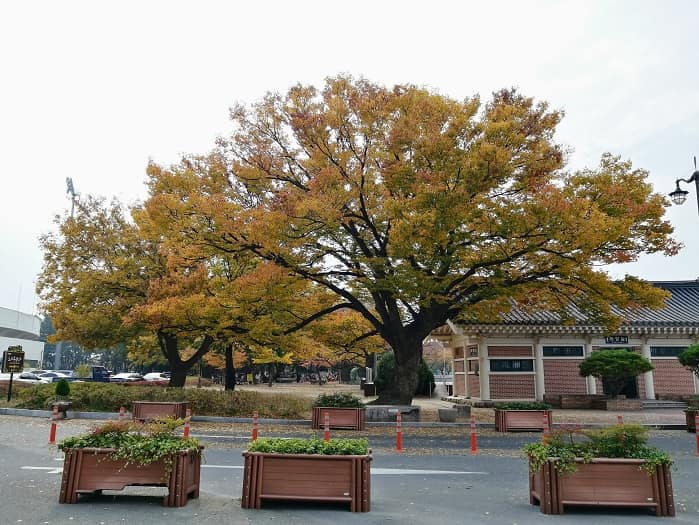 慶州ファンソン公園の紅葉