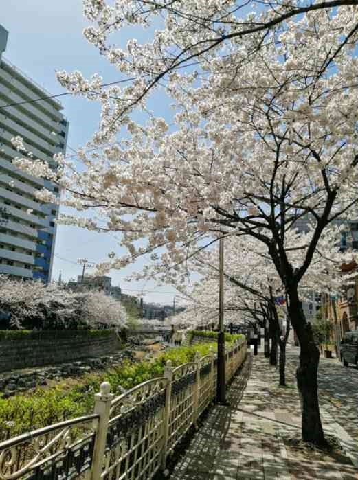 韓国ソウル 桜が見れるところ