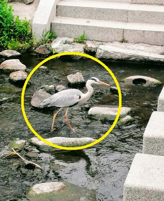 韓国ソンブクチョン(城北川)小川の鳥