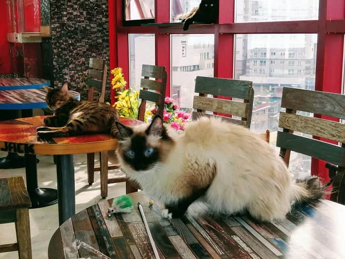 韓国の猫カフェ抱っこ