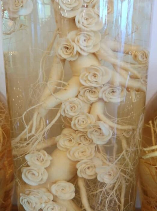 高麗人参で作ったバラの彫刻